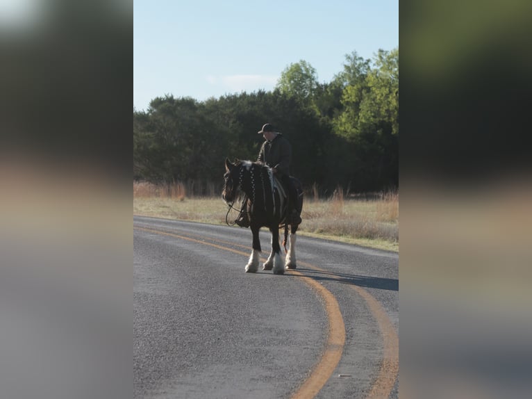 Tinker Yegua 5 años 140 cm Pío in Dublin
