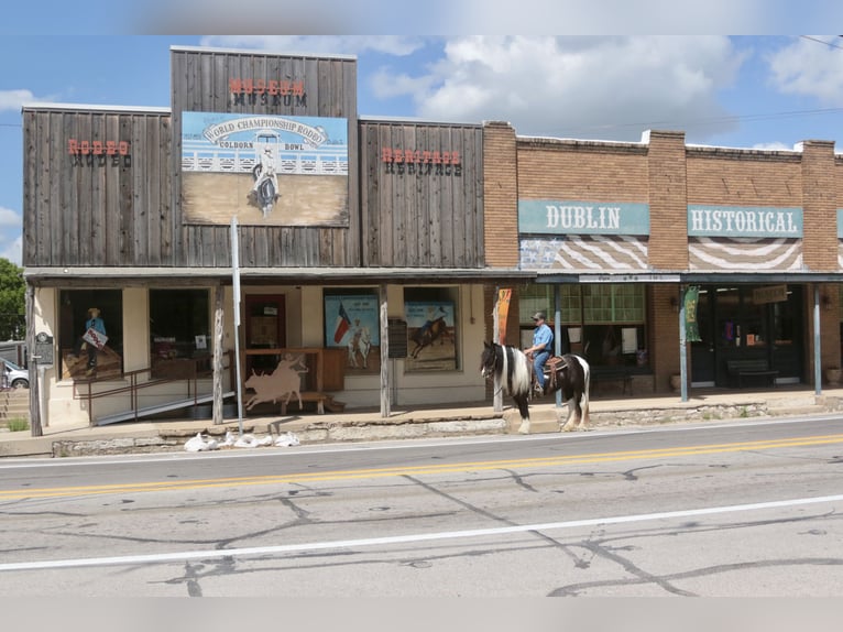 Tinker Yegua 5 años 140 cm Pío in Dublin