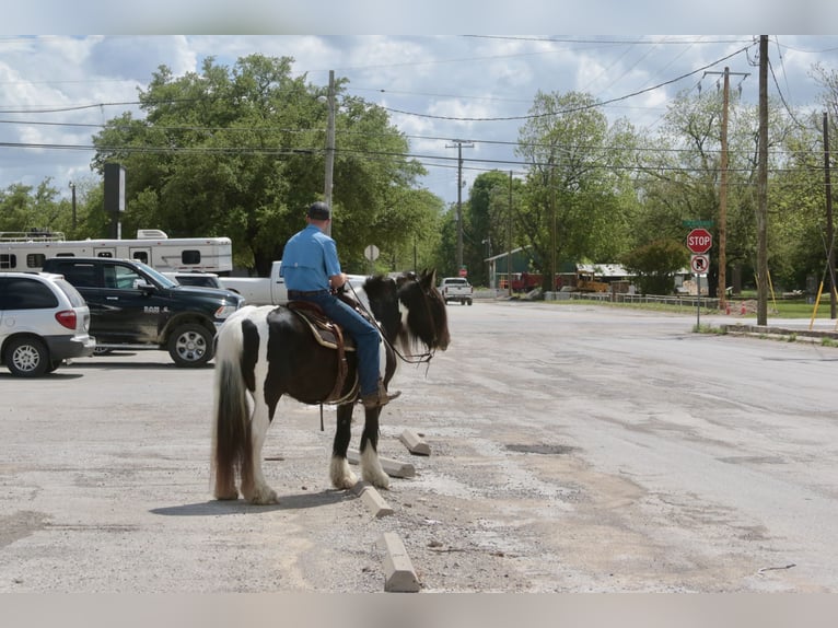 Tinker Yegua 5 años 140 cm Pío in Dublin