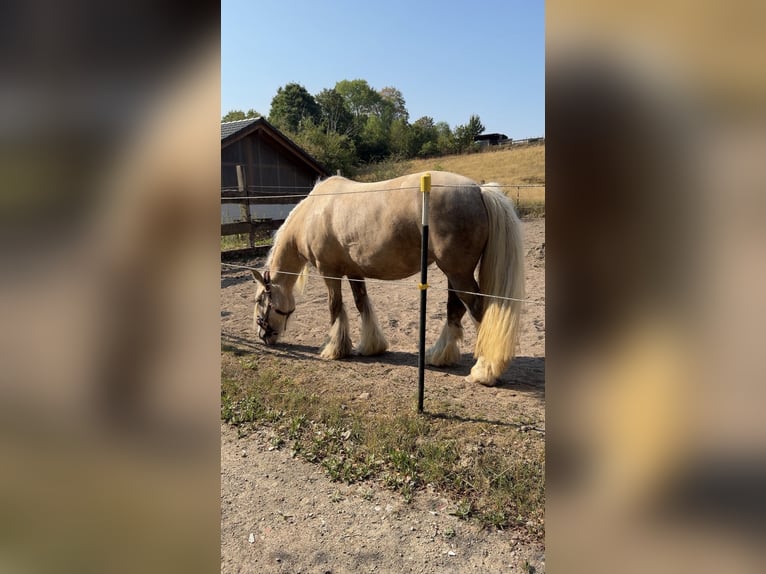 Tinker Yegua 5 años 143 cm Palomino in Kierspe
