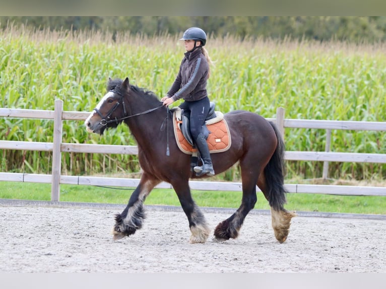 Tinker Yegua 5 años 144 cm Castaño in Bogaarden