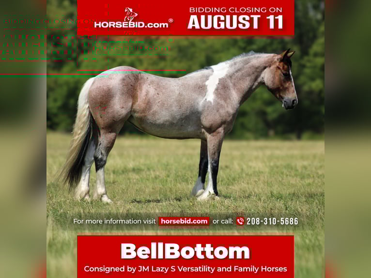 Tinker Mestizo Yegua 5 años 147 cm in Baxter Springs, KS