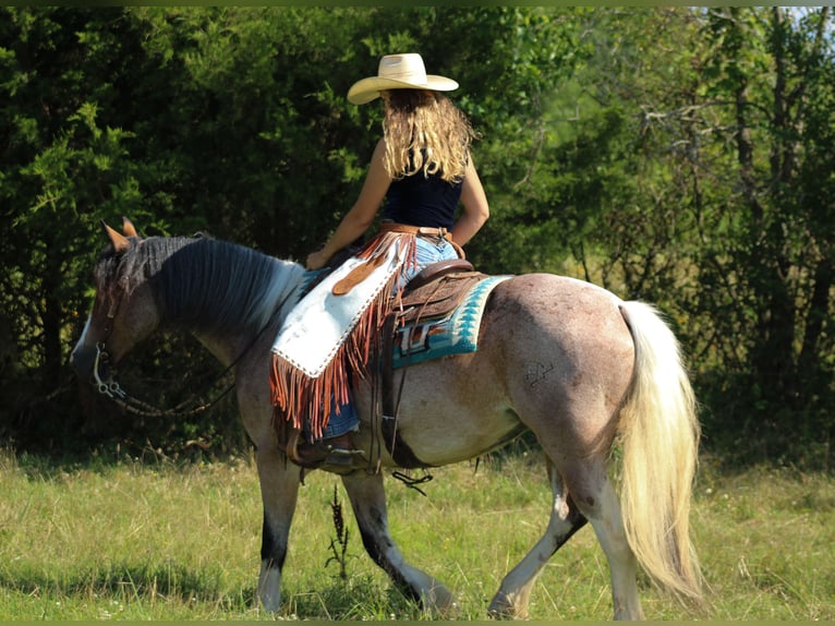 Tinker Mestizo Yegua 5 años 147 cm in Baxter Springs, KS