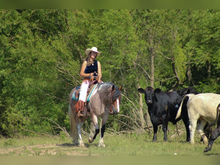 Tinker Mestizo Yegua 5 años 147 cm in Baxter Springs, KS