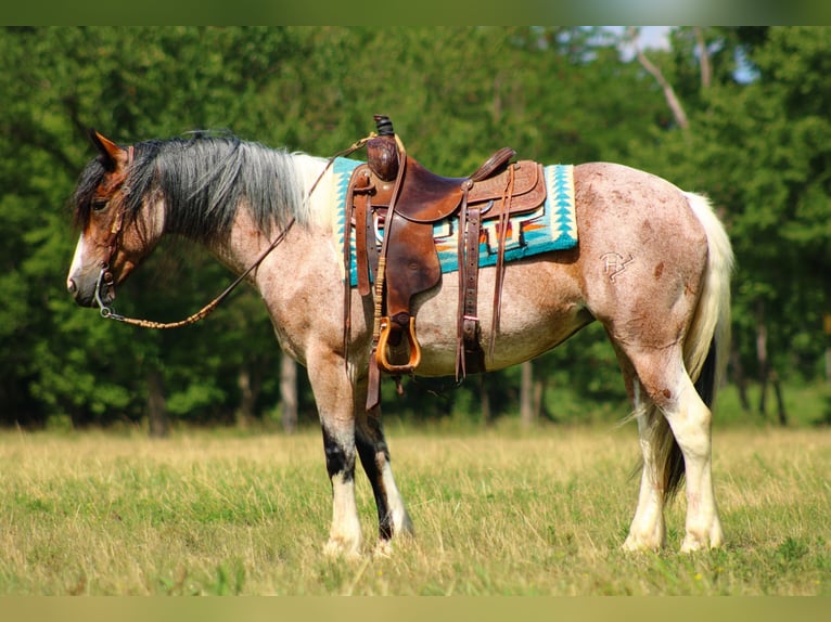 Tinker Mestizo Yegua 5 años 147 cm in Baxter Springs, KS