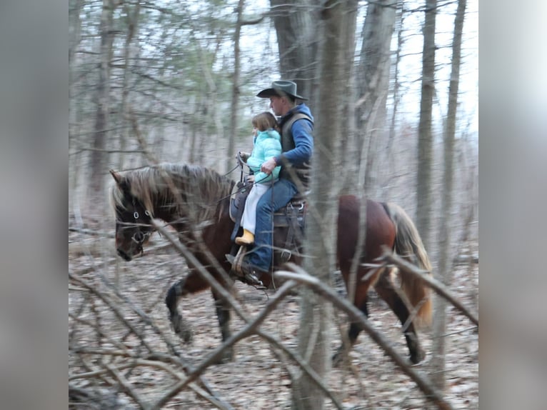 Tinker Yegua 5 años 147 cm Castaño in Howell