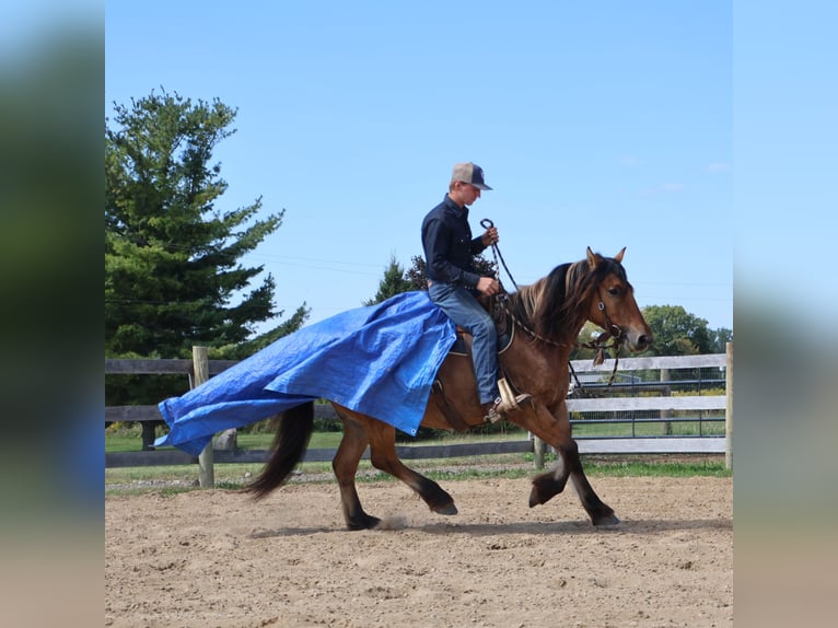 Tinker Mestizo Yegua 5 años 150 cm Bayo in Howell