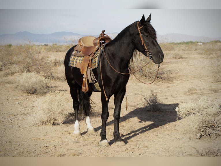 Tinker Mestizo Yegua 5 años 150 cm Negro in Tonopah
