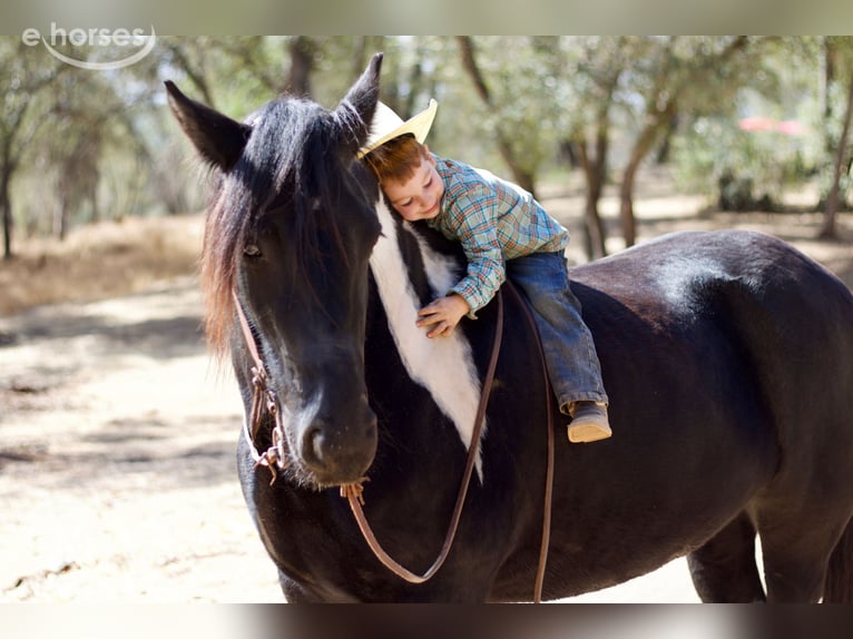 Tinker Yegua 5 años 157 cm Negro in Fort Collins, CO