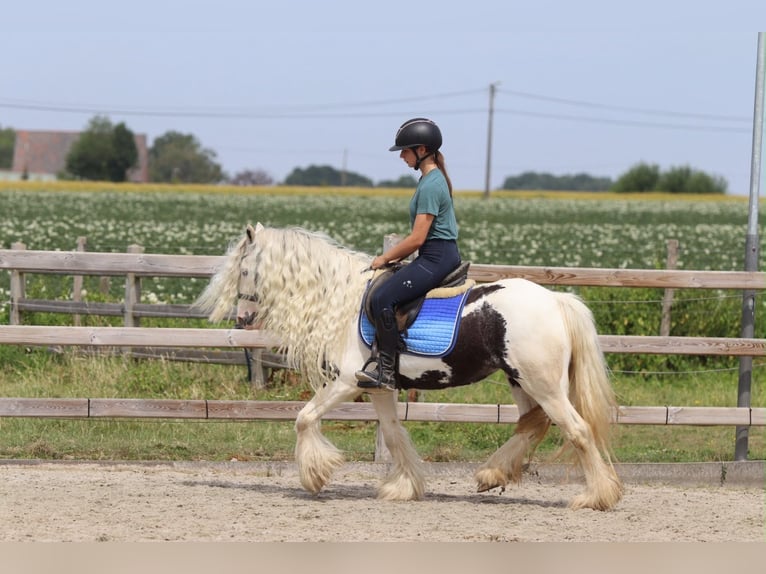Tinker Yegua 6 años 135 cm Pío in Pepingen