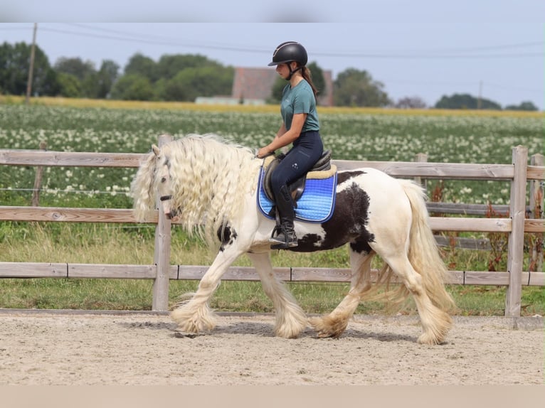Tinker Yegua 6 años 135 cm Pío in Pepingen
