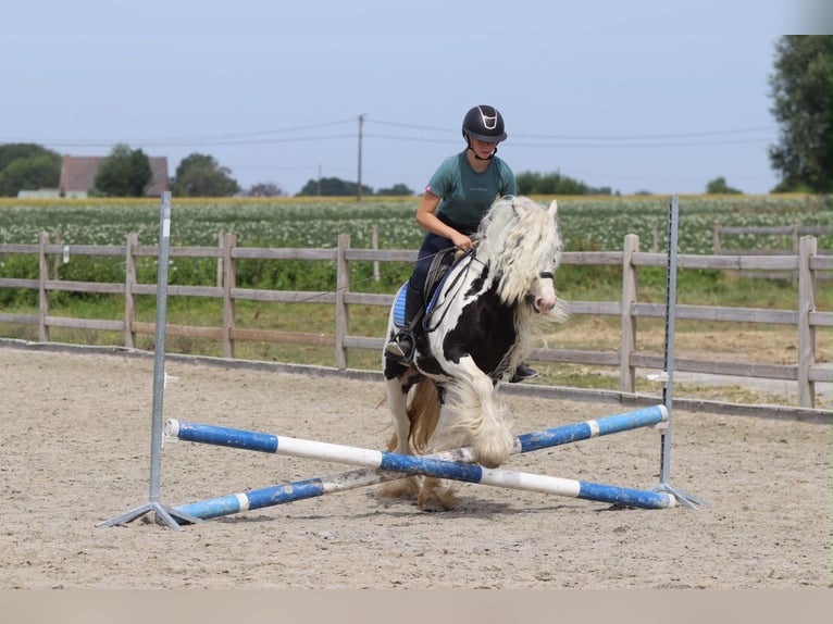Tinker Yegua 6 años 135 cm Pío in Pepingen