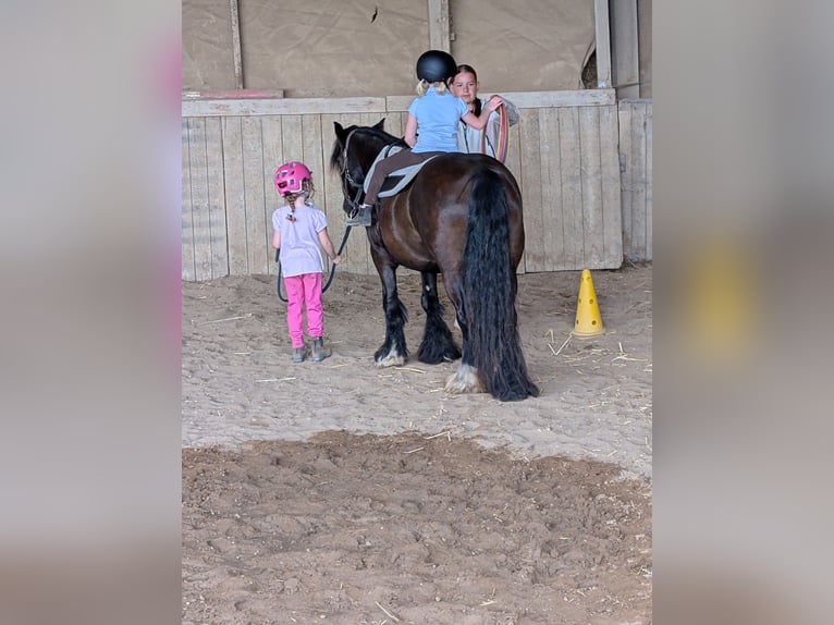 Tinker Yegua 6 años 136 cm Negro in Heinsberg