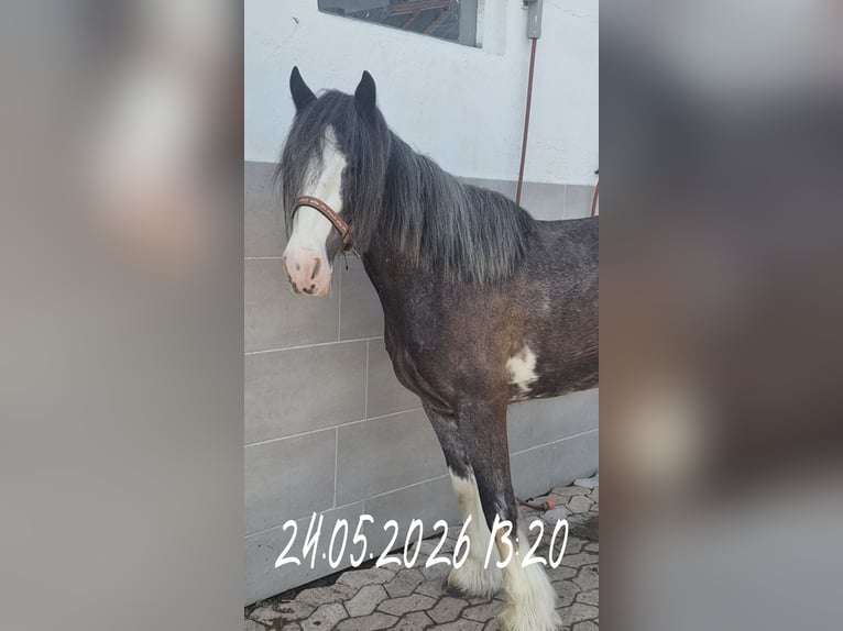 Tinker Yegua 6 años 140 cm Ruano azulado in Beverungen