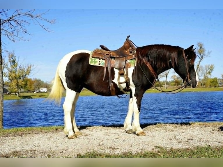 Tinker Yegua 6 años 142 cm Tobiano-todas las-capas in Houston