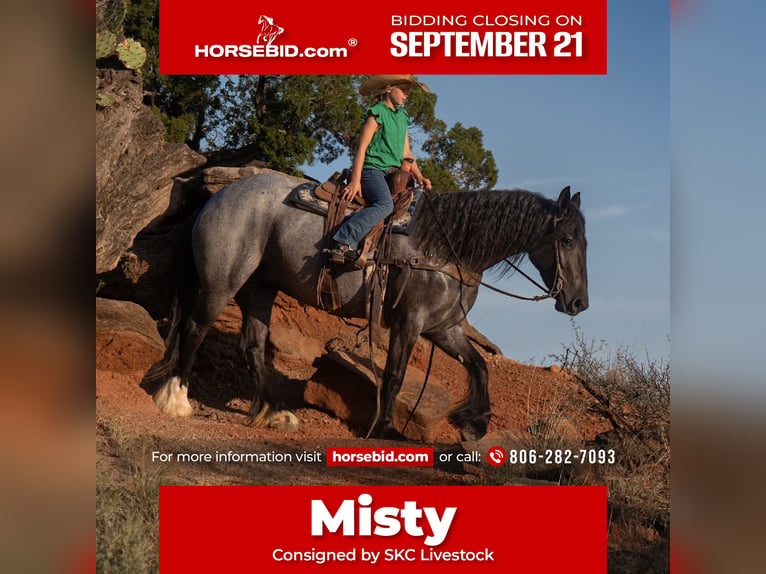 Tinker Yegua 6 años 152 cm Ruano azulado in Canyon