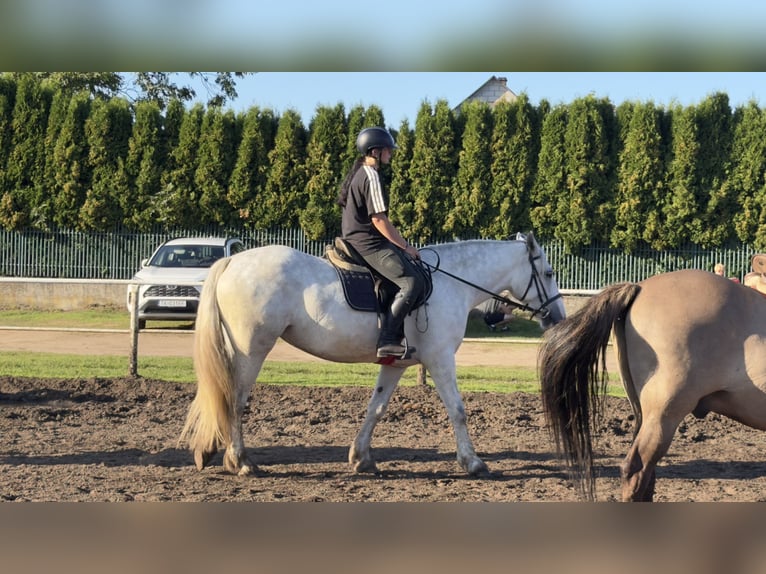 Tinker Mestizo Yegua 6 años 155 cm Tordo in Choczewo
