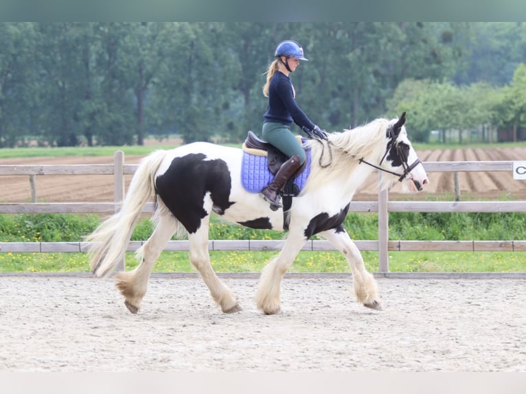 Tinker Yegua 6 años 160 cm Pío in Pepingen