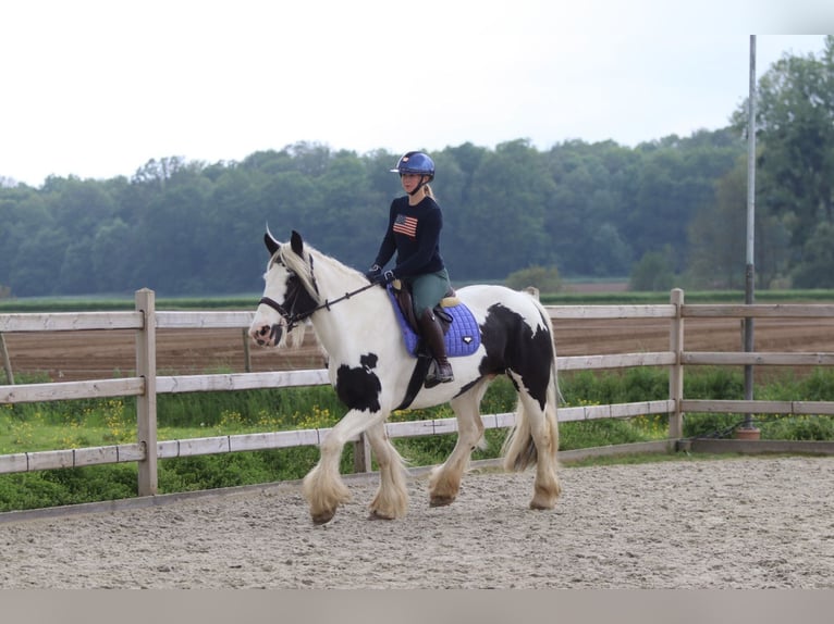 Tinker Yegua 6 años 160 cm Pío in Pepingen