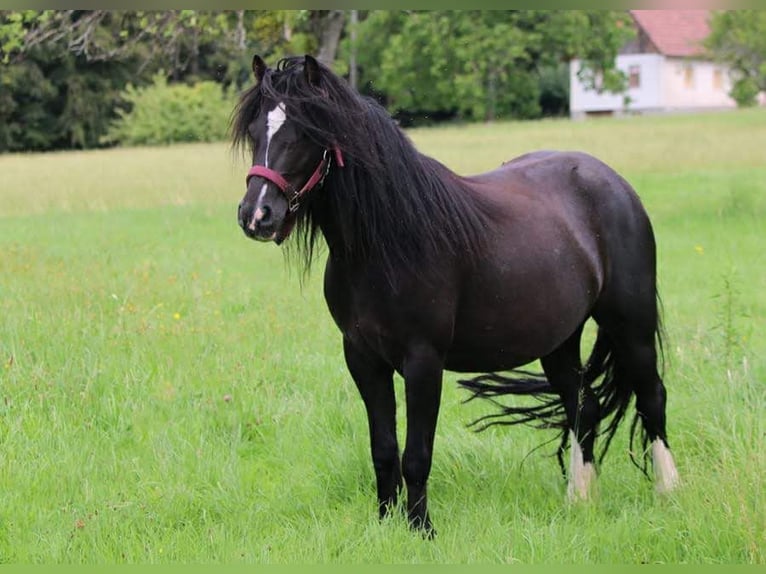 Tinker Mestizo Yegua 7 años 128 cm Negro in Freiamt