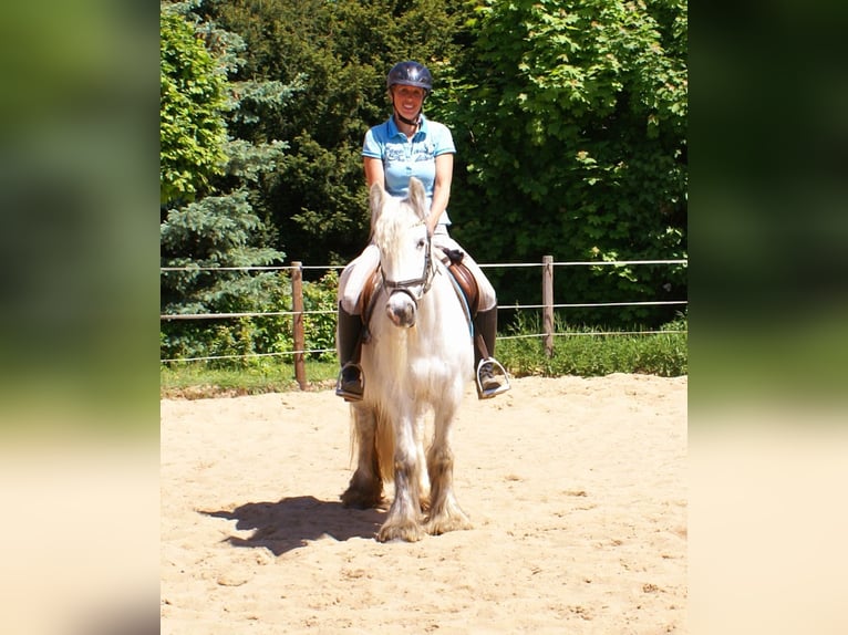 Tinker Yegua 7 años 130 cm Tordo in Velpke
