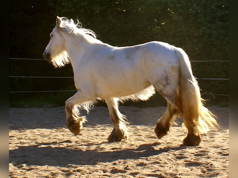 Tinker Yegua 7 años 130 cm Tordo in Velpke