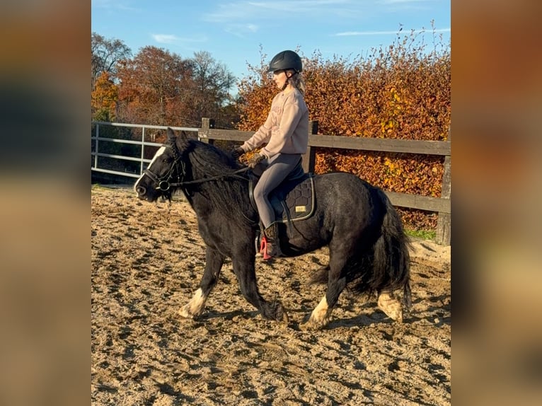 Tinker Yegua 7 años 137 cm Negro in Daleiden