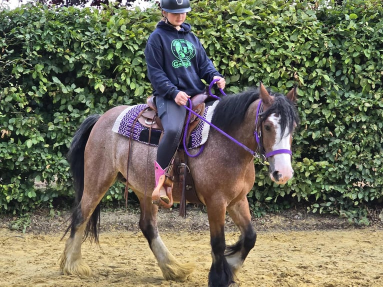 Tinker Yegua 7 años 140 cm Castaño in Linkenbach