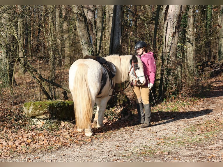 Tinker Yegua 7 años 140 cm Pío in Zapfendorf