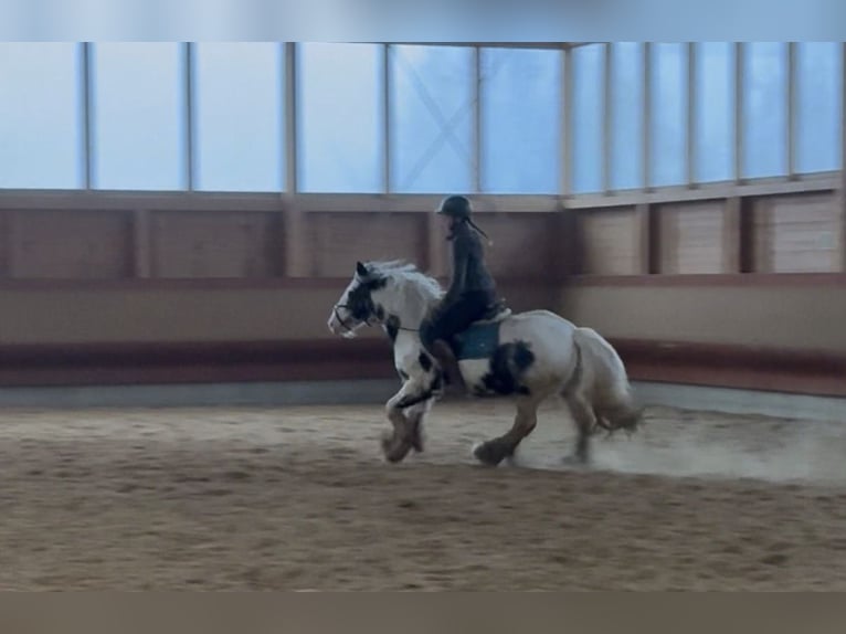 Tinker Yegua 7 años 142 cm Pío in Achstetten