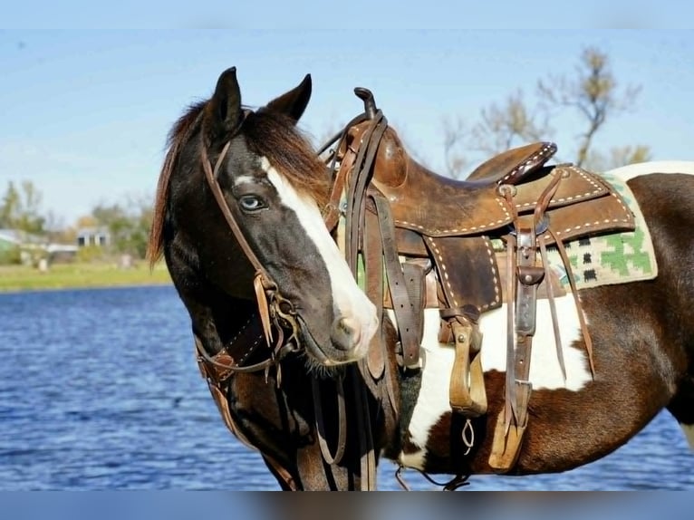 Tinker Yegua 7 años 142 cm Tobiano-todas las-capas in Houston