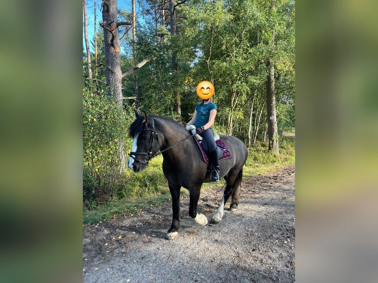 Tinker Yegua 7 años 150 cm Grullo in Soltau