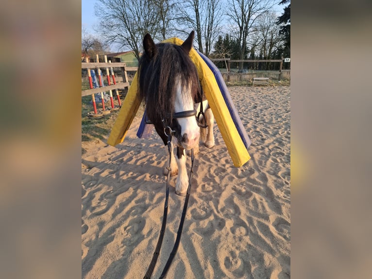 Tinker Yegua 7 años 150 cm Pío in Vastorf