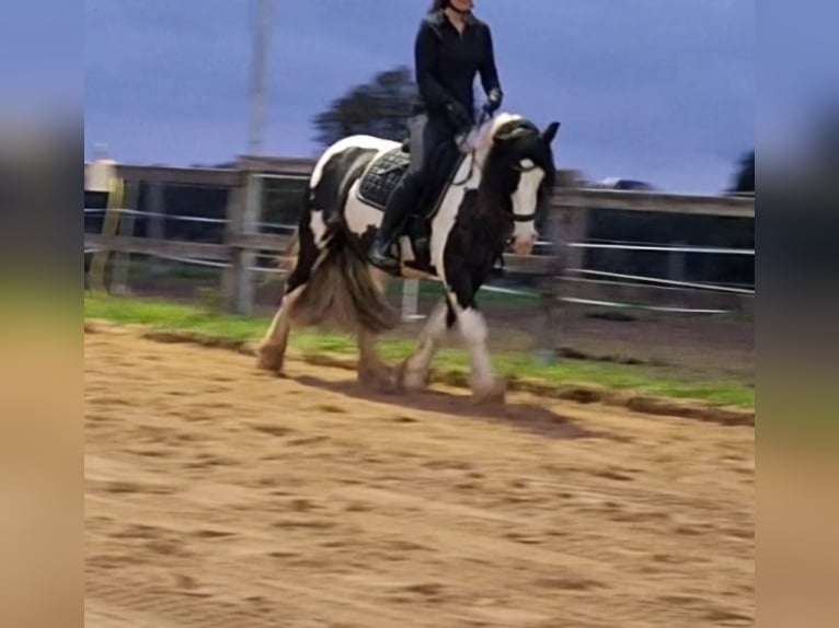 Tinker Yegua 7 años 150 cm Pío in Vastorf