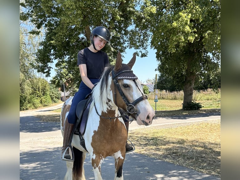 Tinker Yegua 7 años 152 cm Pío in AchstettenAchstetten