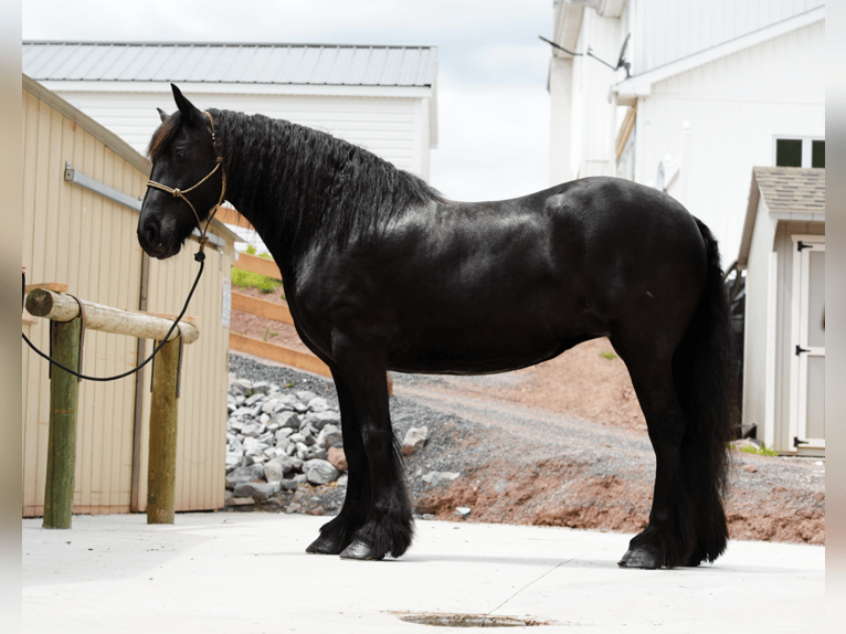 Tinker Mestizo Yegua 7 años 155 cm Negro in Millerstown, PA
