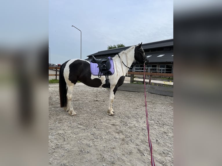 Tinker Mestizo Yegua 7 años 162 cm Pío in Franchesse