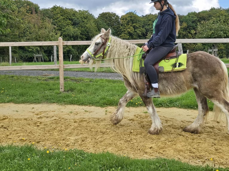 Tinker Yegua 7 años Palomino in Linkenbach