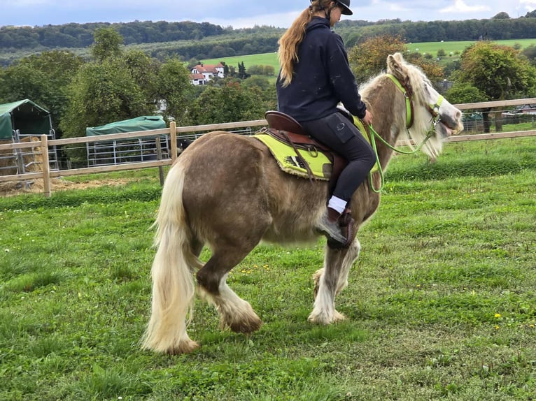 Tinker Yegua 7 años Palomino in Linkenbach