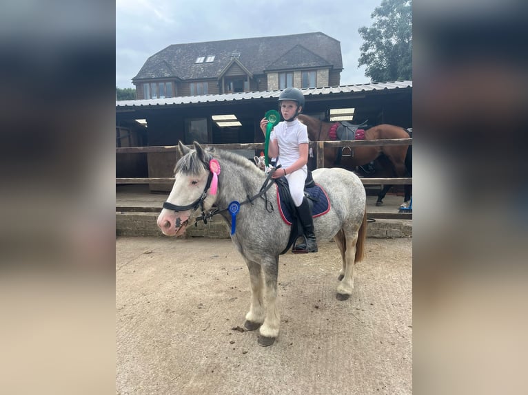 Tinker Yegua 7 años Ruano azulado in Wrotham Heath