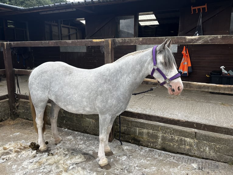 Tinker Yegua 7 años Ruano azulado in Wrotham Heath