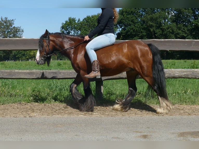 Tinker Yegua 8 años 126 cm Castaño in Lathen