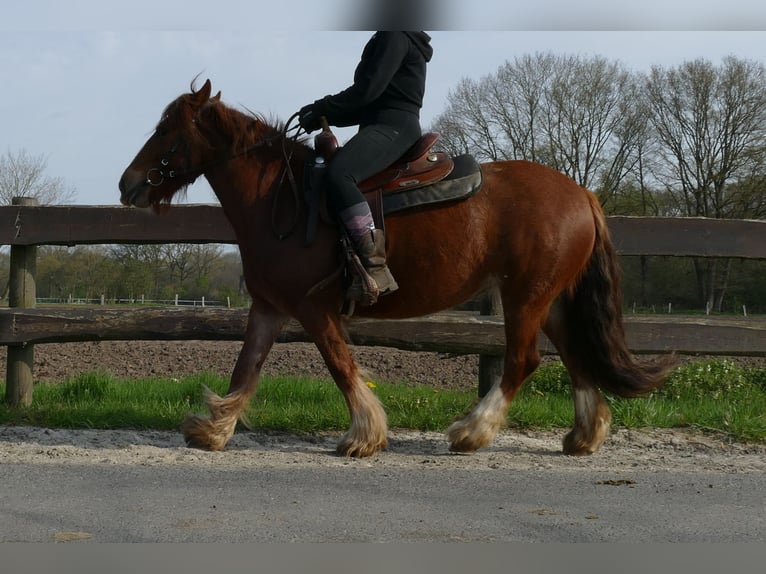 Tinker Yegua 8 años 130 cm Alazán in Lathen