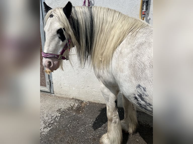 Tinker Mestizo Yegua 8 años 135 cm Pío in Sta. Maria Val M&#xFC;stair