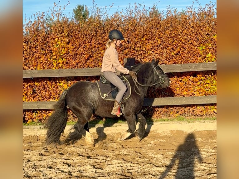 Tinker Yegua 8 años 137 cm Negro in Daleiden