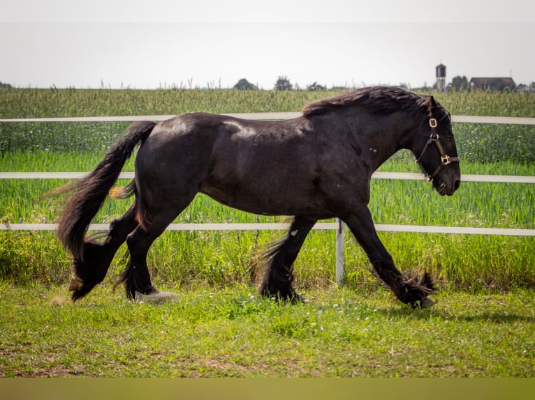 Tinker Yegua 8 años 138 cm Negro in Opole