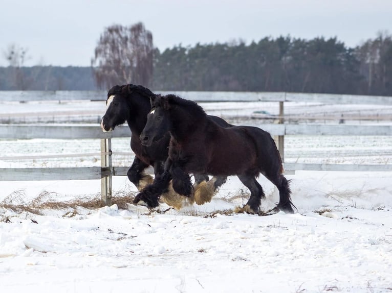 Tinker Yegua 8 años 138 cm Negro in Opole