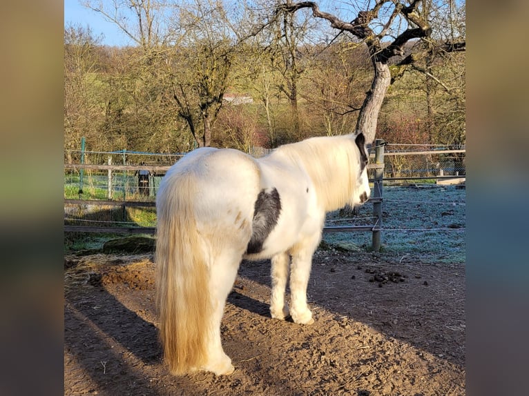 Tinker Yegua 8 años 140 cm Pío in Zapfendorf