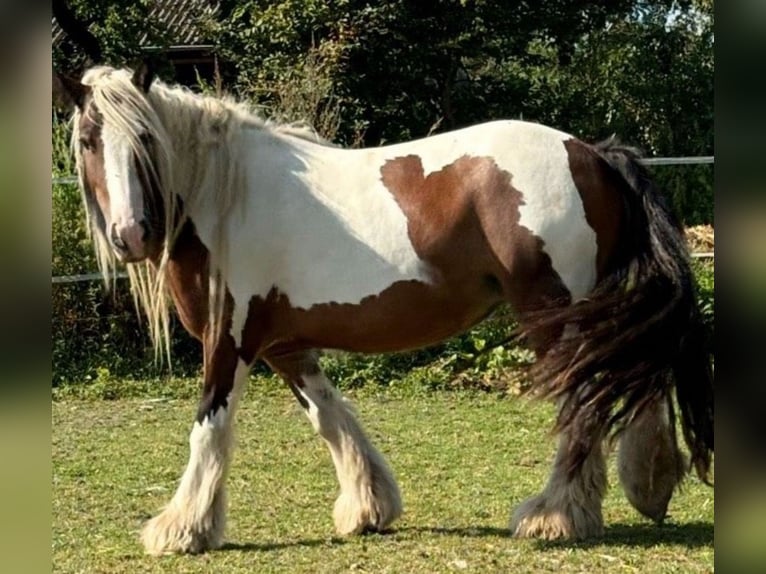Tinker Yegua 8 años 142 cm Pío in Ennigerloh
