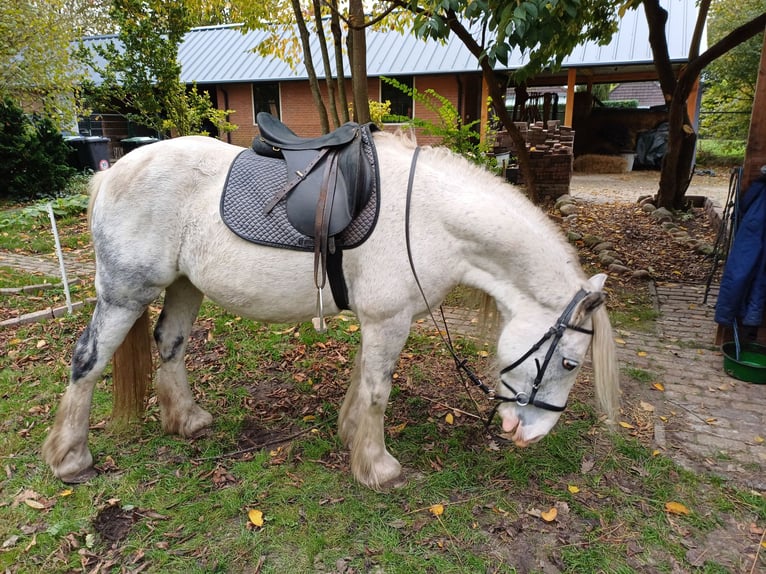 Tinker Yegua 8 años 146 cm Ruano azulado in Assen